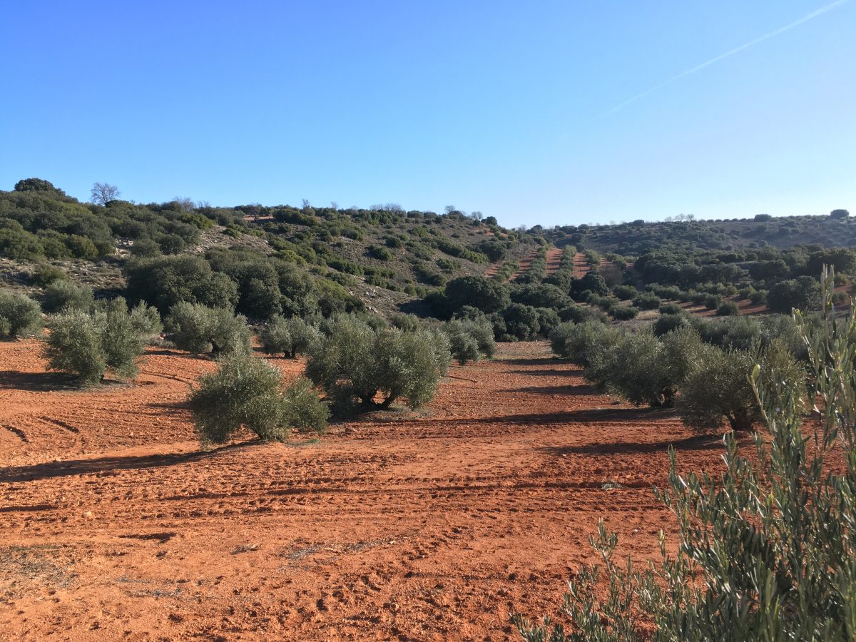 Chasse à la Grive - Secteur Tolède – Image 2