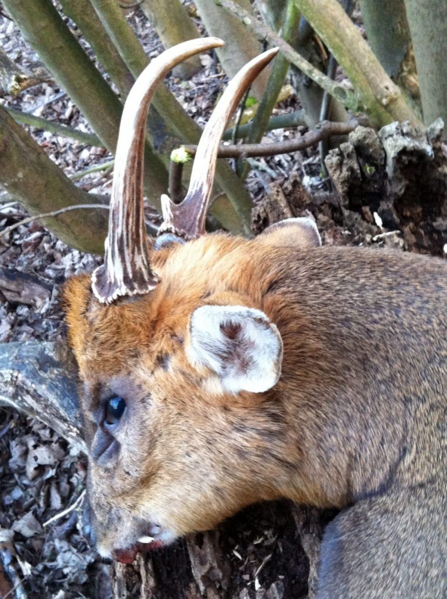 Muntjac et Chinese Water Deer (Hydropote) en Angleterre – Image 3