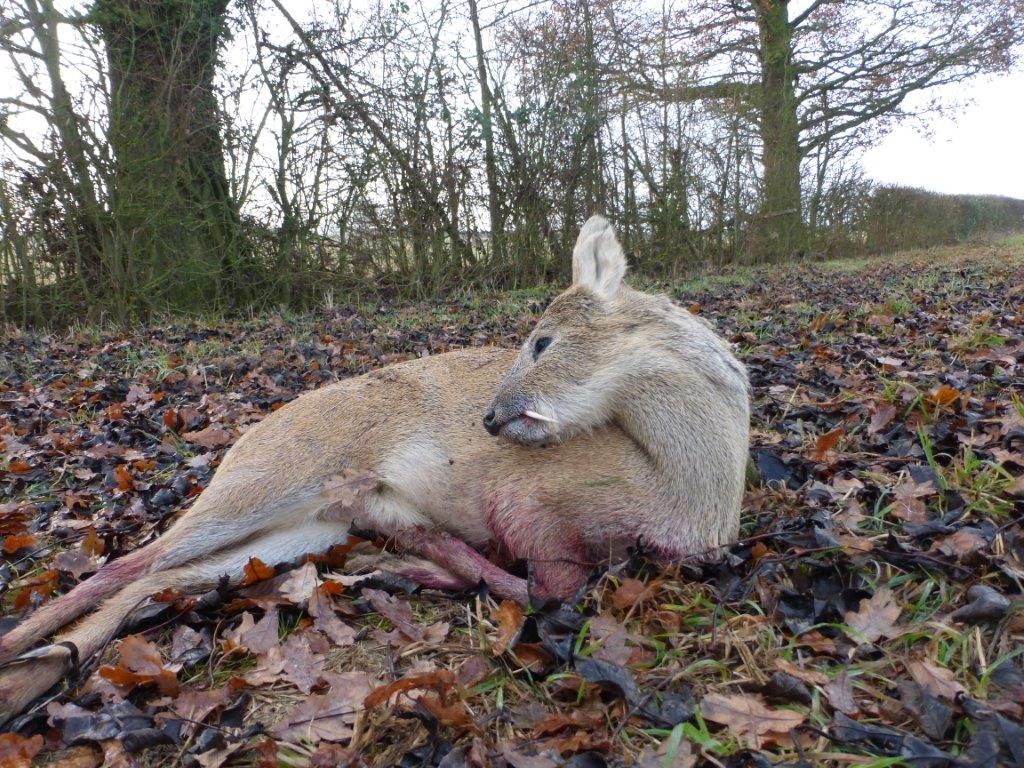 Muntjac et Chinese Water Deer (Hydropote) en Angleterre – Image 5