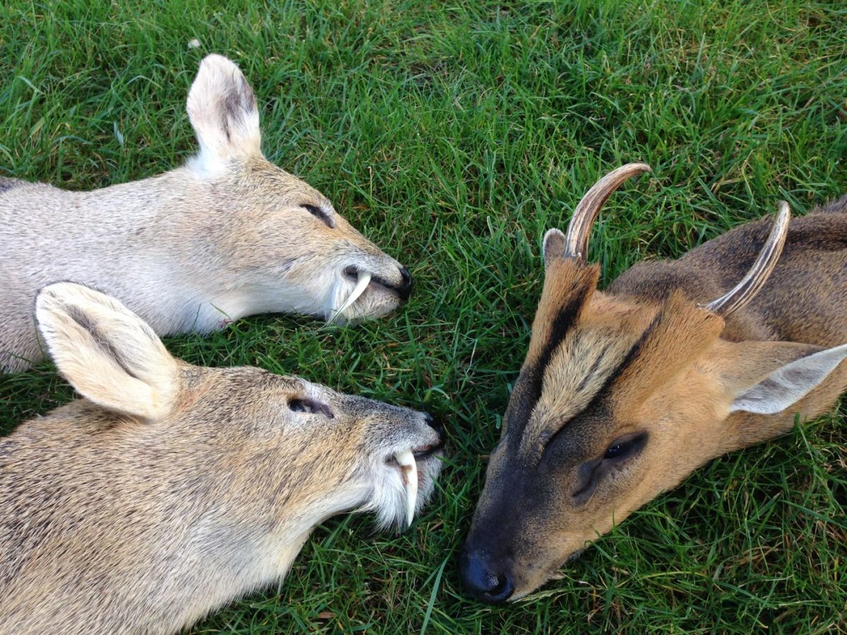 Muntjac et Chinese Water Deer (Hydropote) en Angleterre – Image 4