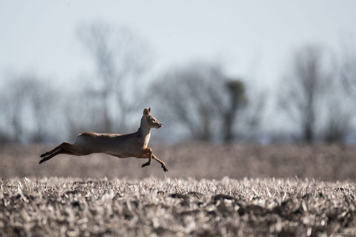 Muntjac et Chinese Water Deer (Hydropote) en Angleterre – Image 6