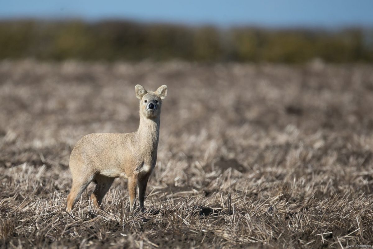 Muntjac et Chinese Water Deer (Hydropote) en Angleterre
