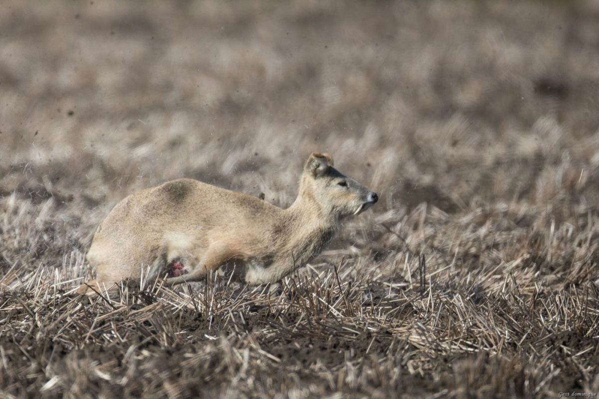 Muntjac et Chinese Water Deer (Hydropote) en Angleterre – Image 7