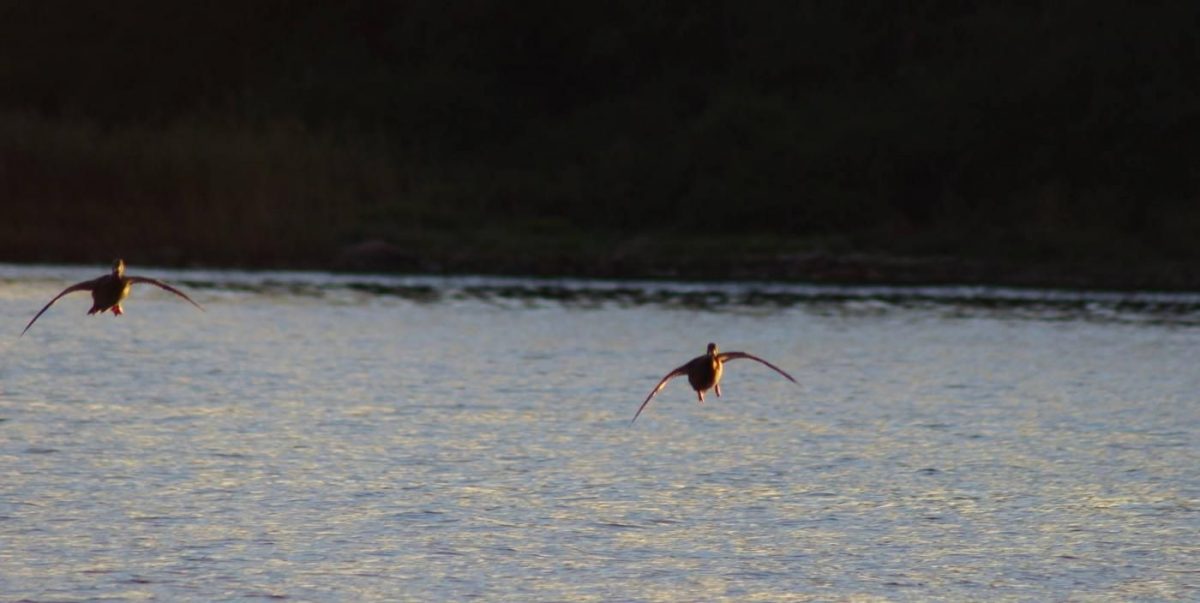 Chasse à l'oie sauvage en Suède