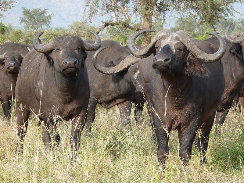 Safari Buffle Caffer – Image 3