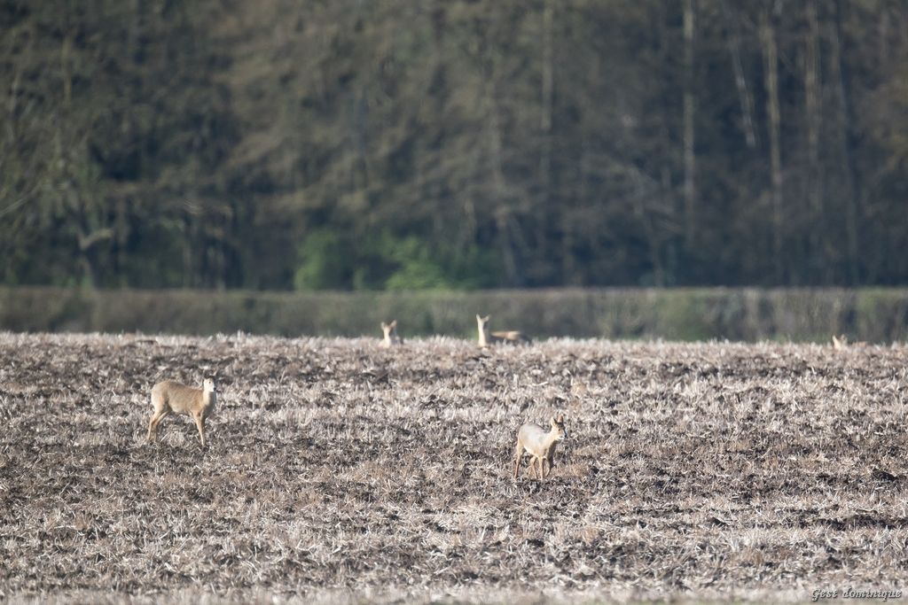 Muntjac et Chinese Water Deer (Hydropote) en Angleterre – Image 9