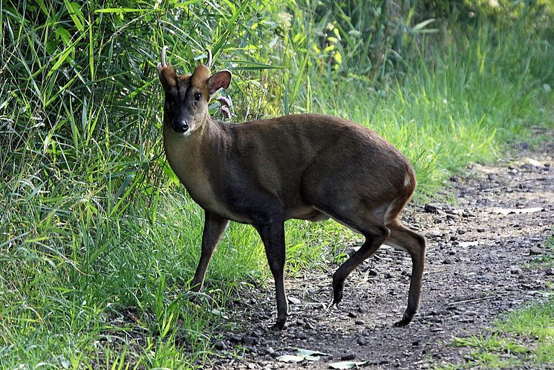 Muntjac et Chinese Water Deer (Hydropote) en Angleterre – Image 10