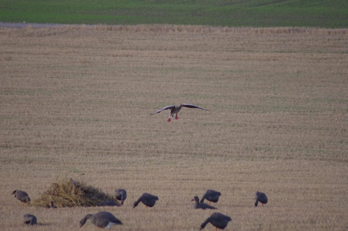 Voyage de Chasse en Suède