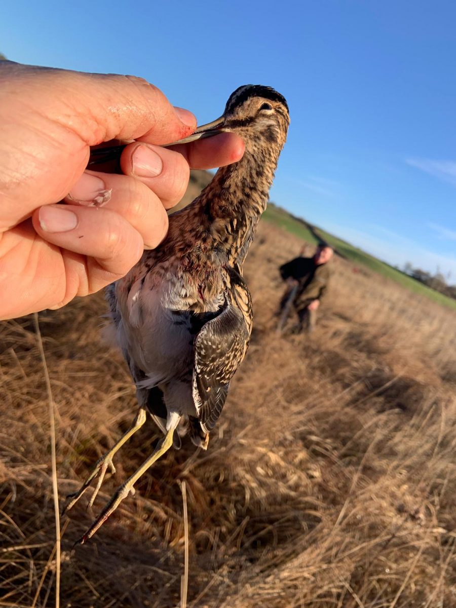 Chasse de rêve au petit gibier sur une île d'Ecosse – Image 10