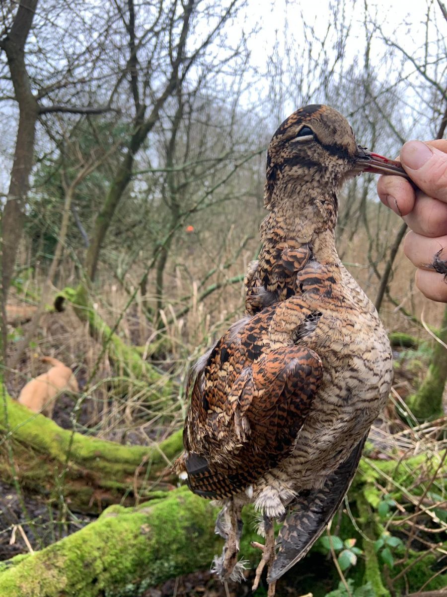 Chasse de rêve au petit gibier sur une île d'Ecosse – Image 11