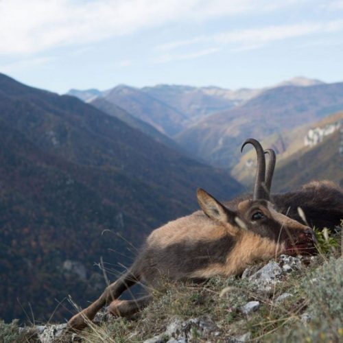 mouflons
