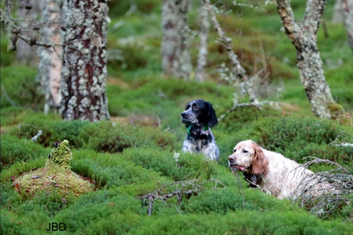 chien d'arrêt ecosse