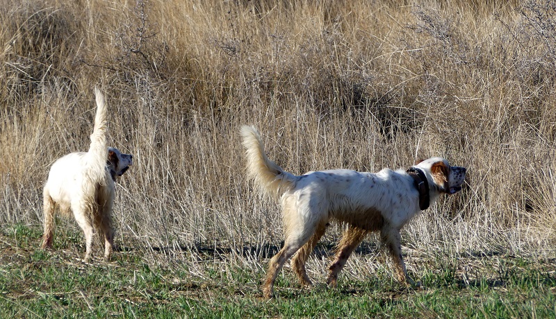 Chasse du perdreaux au chien d'arrêt en Espagne - Secteur Huesca – Image 6
