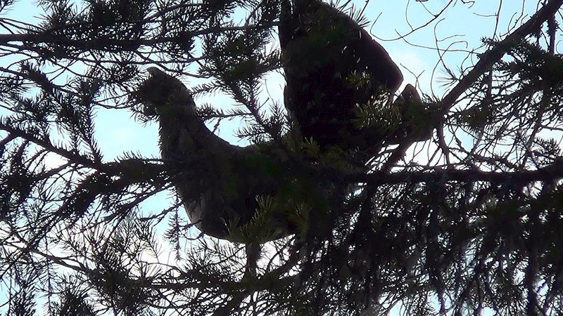 Chasse du Grand Tétras au Chant
