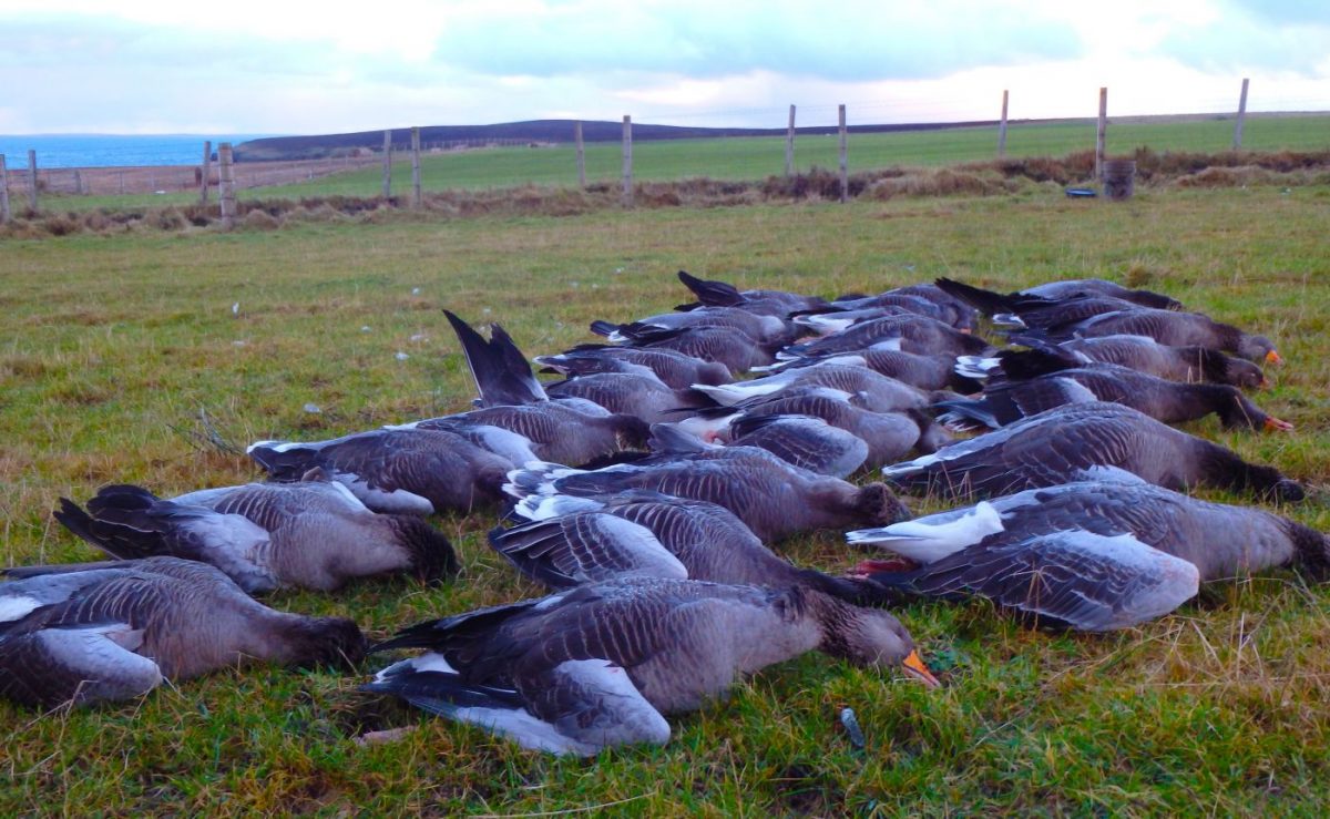 Organisation de voyages de chasse
