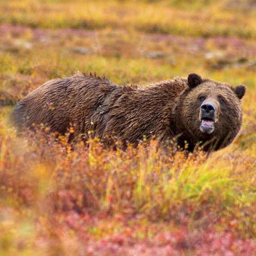 Ours brun au Kamtchatka