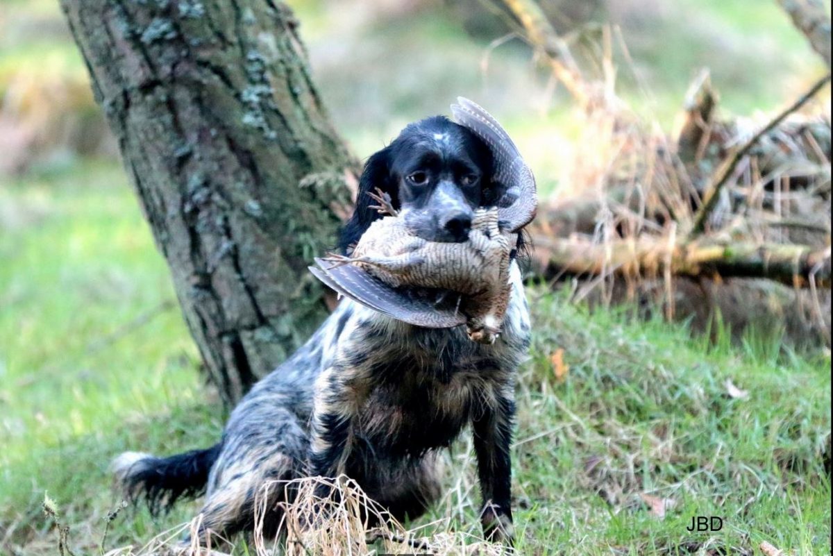 Chien avec bécasse dnas la gueule