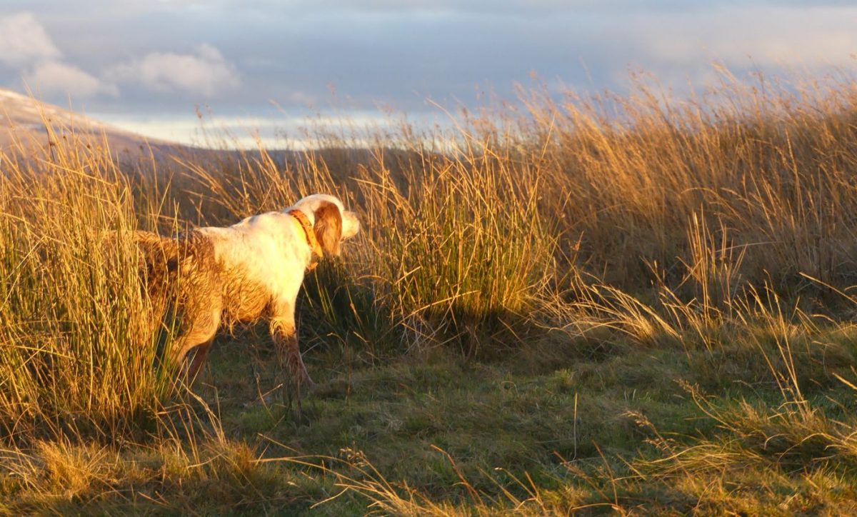 Chien chassant en Ecosse