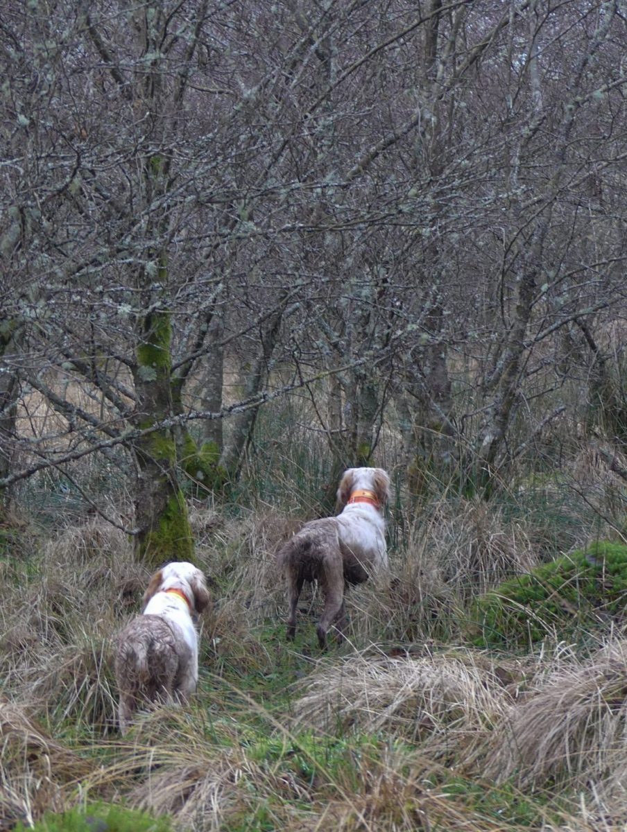 chien de chasse en action en Écosse
