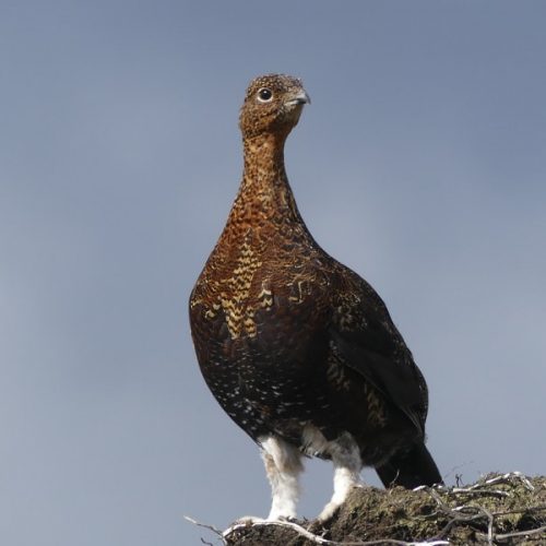 Chasse à la grouse