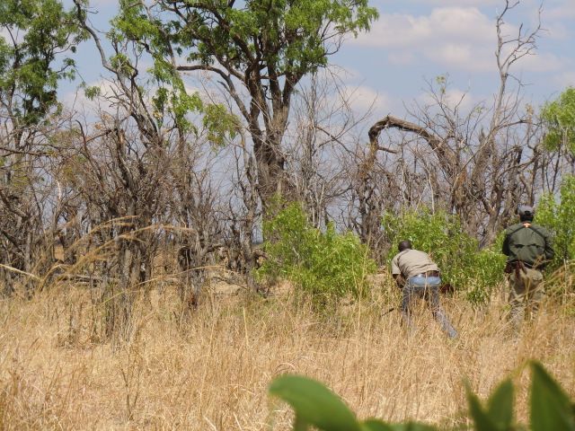 Safari Buffle Caffer – Image 6