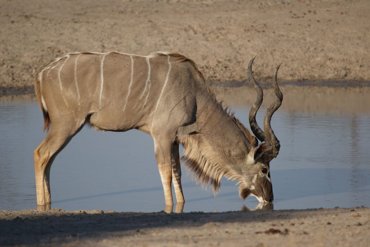 safari en afrique