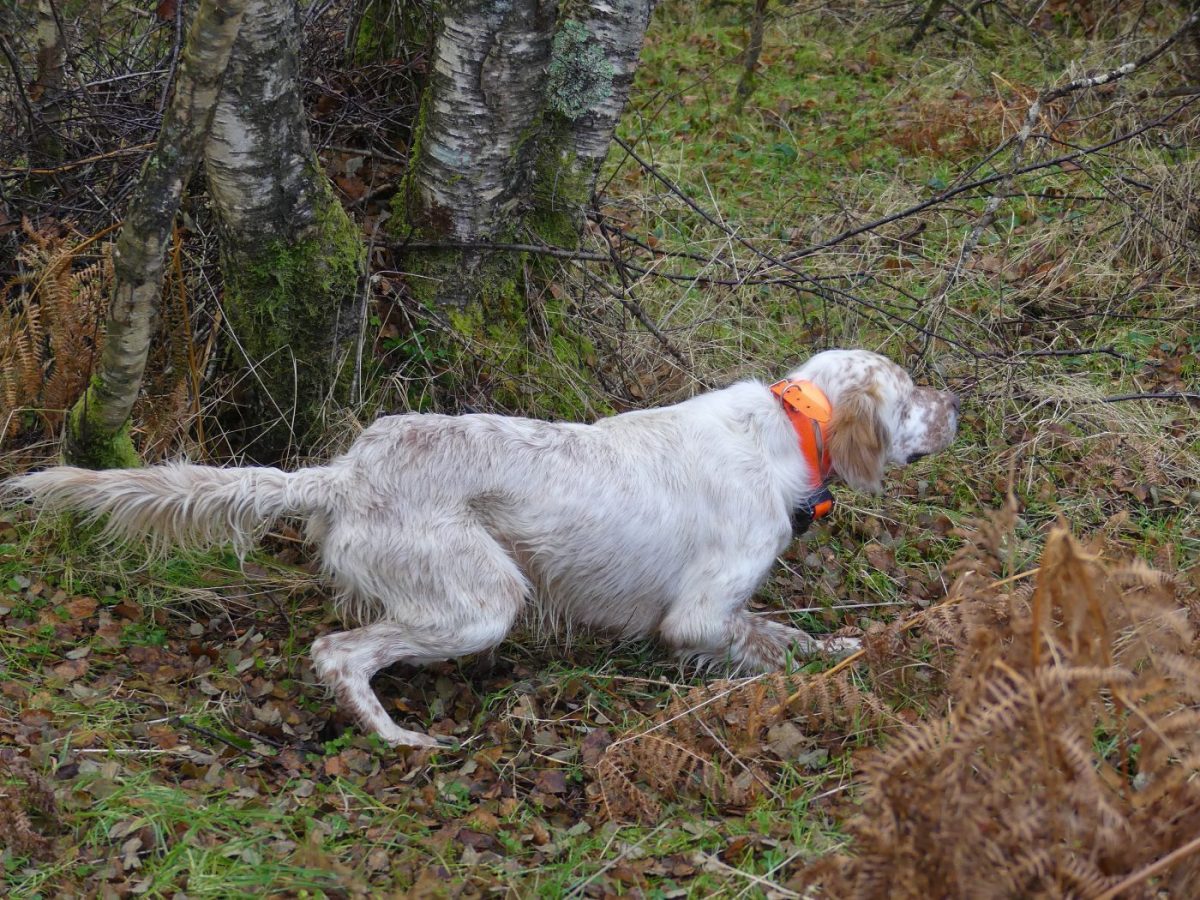 Chien de chasse chassant en écosse