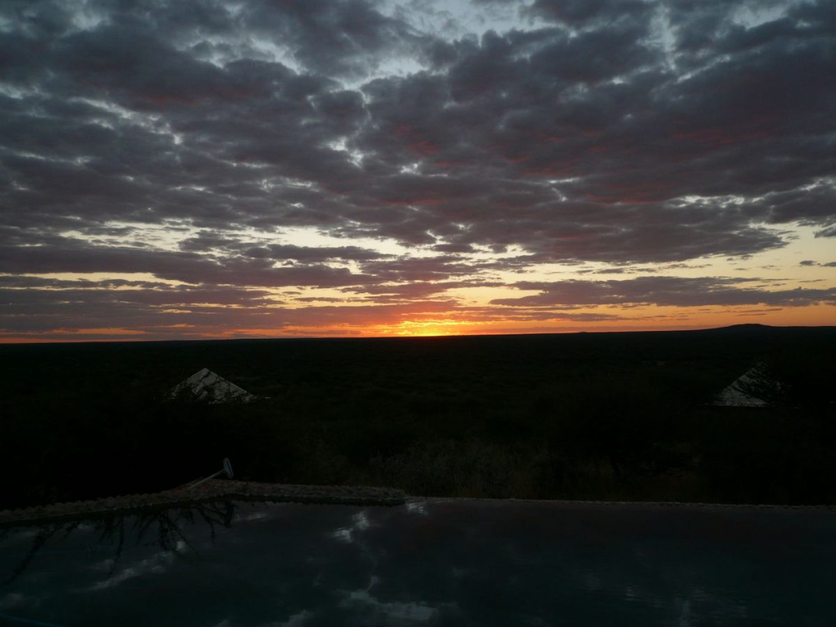 Safari - package 4 animaux - Namibie – Image 8