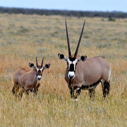 Safari Antilopes Exceptionnel en Namibie