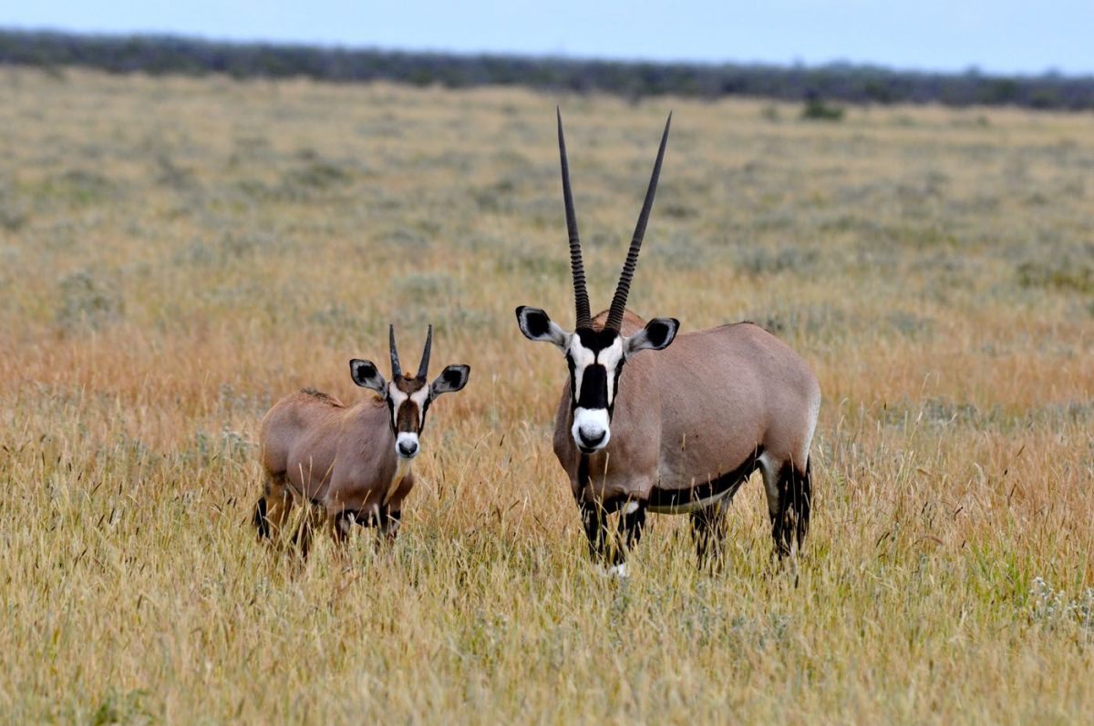 Safari Antilopes Exceptionnel en Namibie