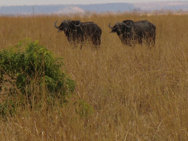 Safari Buffle Caffer – Image 5