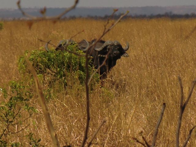 Safari Buffle Caffer – Image 4