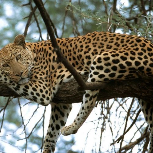 Safari Léopard - Namibie