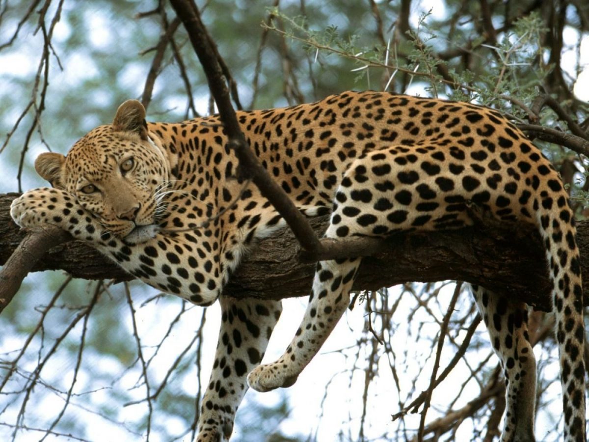 Safari Léopard - Namibie