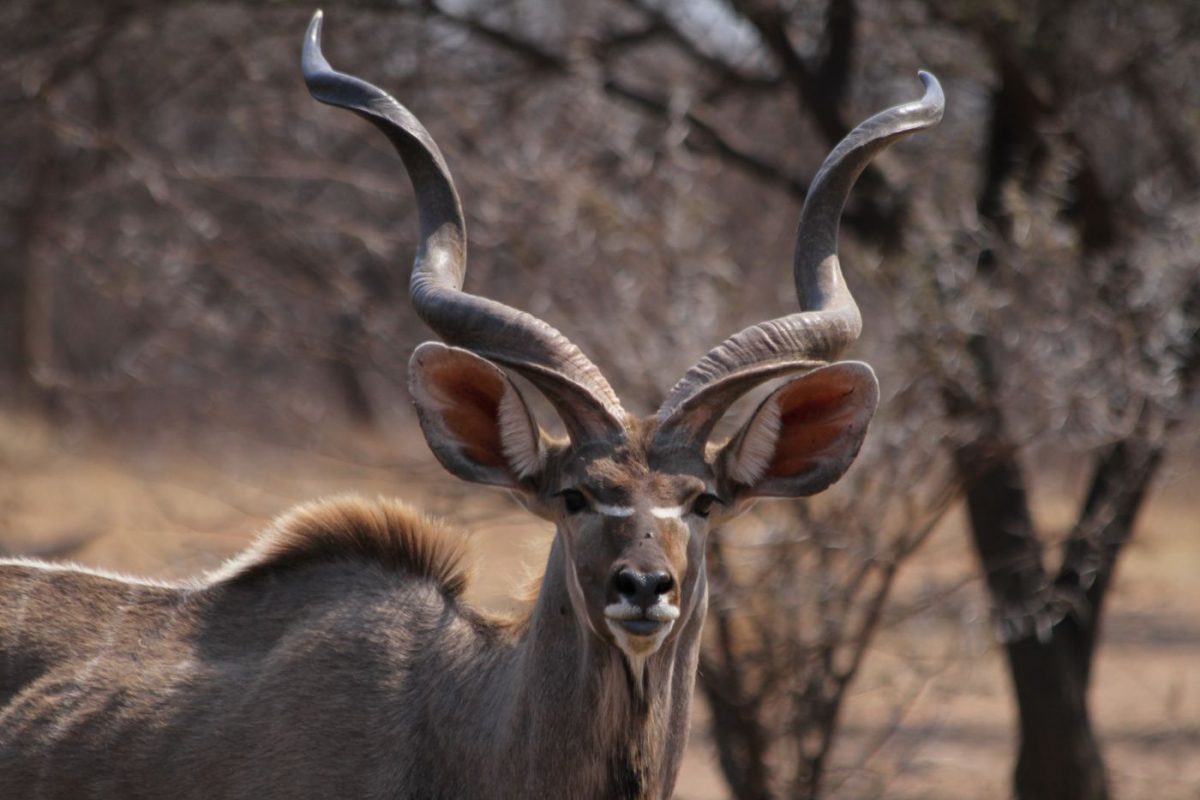Safari - package 4 animaux - Namibie
