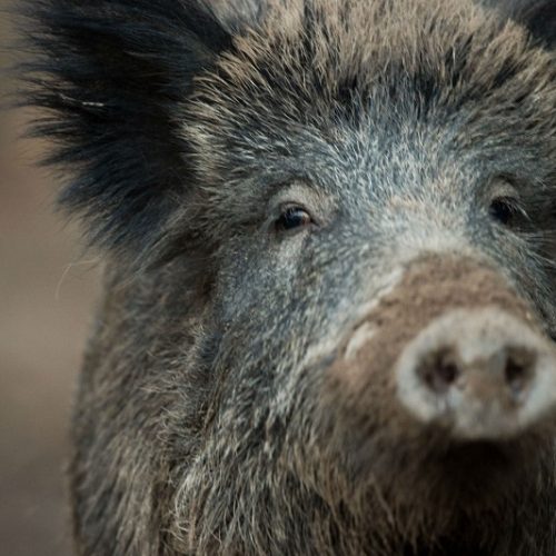 sanglier en croatie