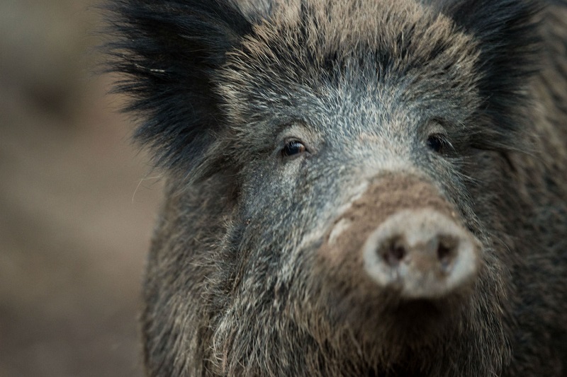 sanglier en croatie