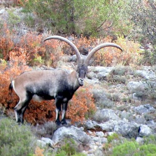 Approche sur Ibex en Espagne