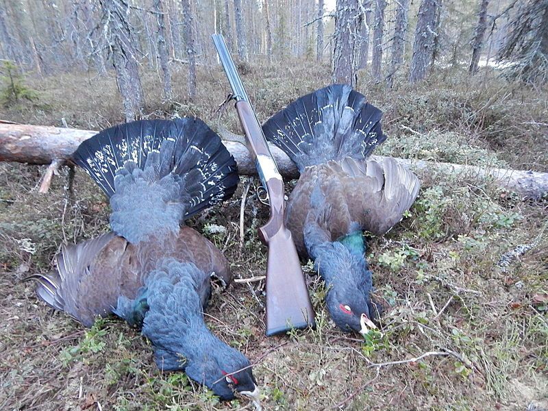 Chasse du Grand Tétras au Chant – Image 3