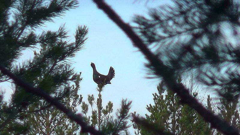 Chasse du Grand Tétras au Chant – Image 2