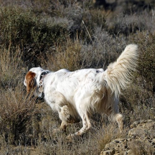 Chasse du perdreaux au chien d'arrêt en Espagne - Secteur Huesca