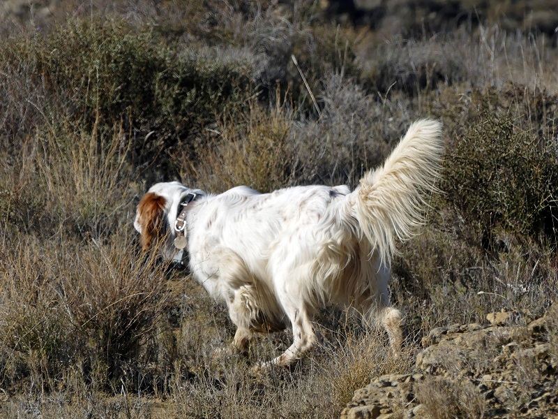 Chasse du perdreaux au chien d'arrêt en Espagne - Secteur Huesca