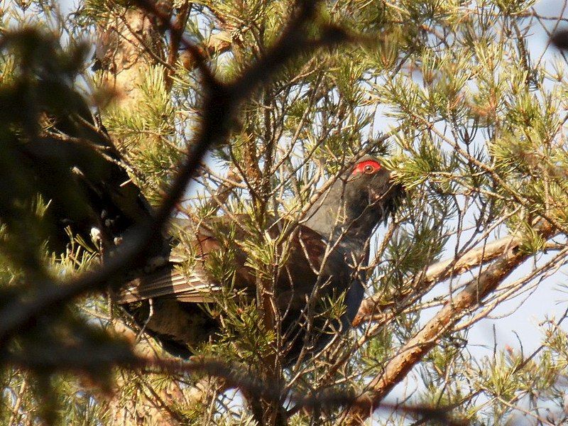 Chasse du Grand Tétras au Chant – Image 4