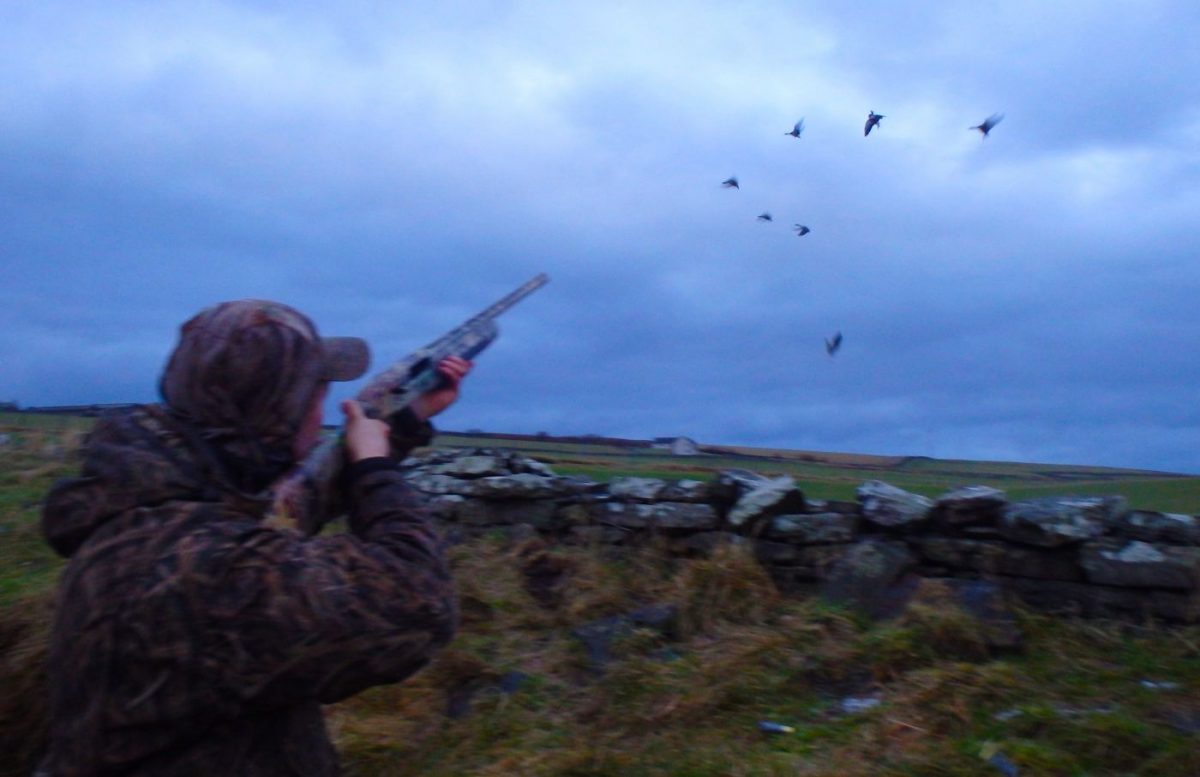 chasse à l'oie et au canard en Écosse