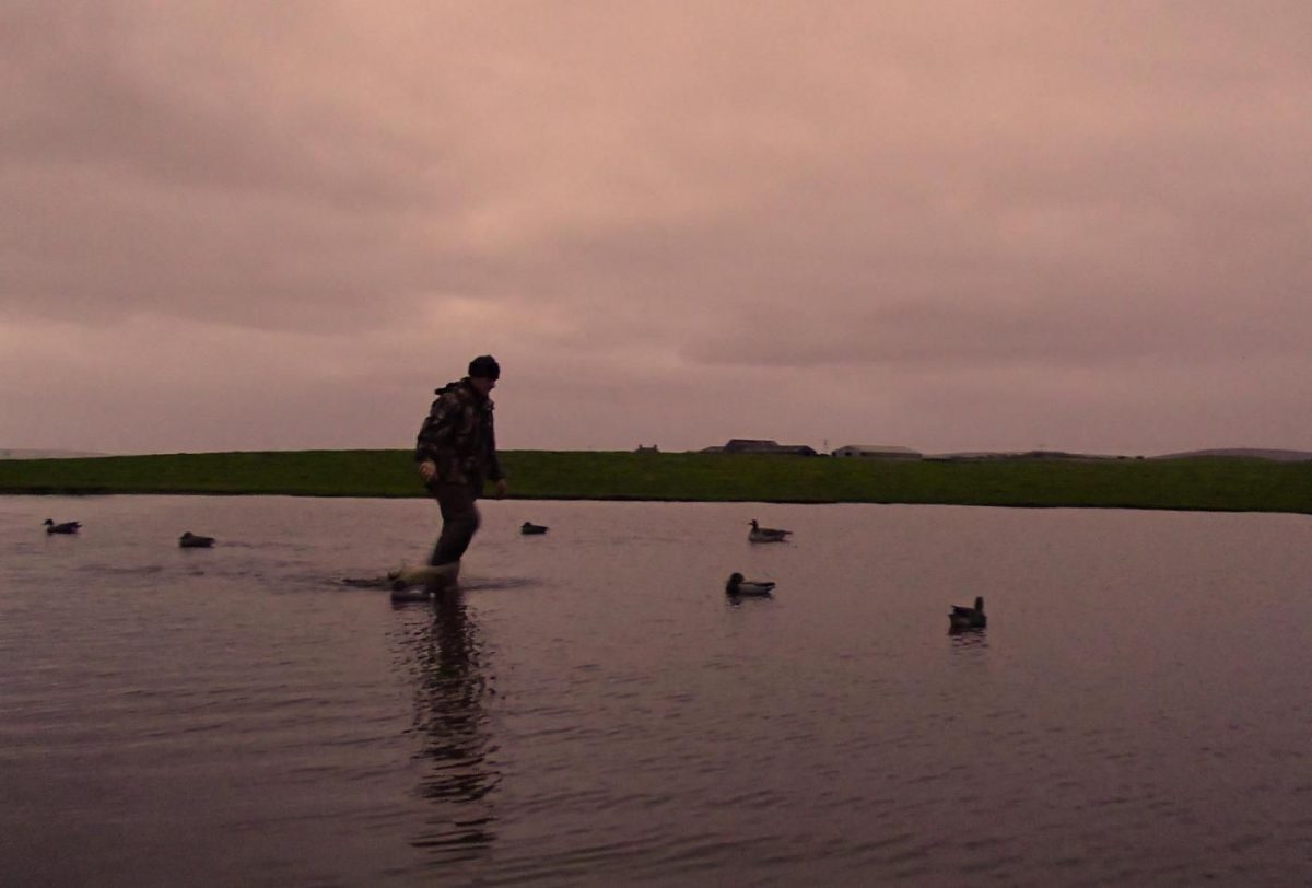 chasse à l'oie