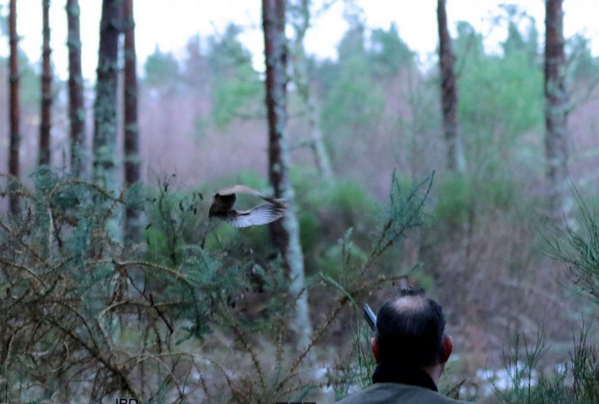 chasseur en ecosse