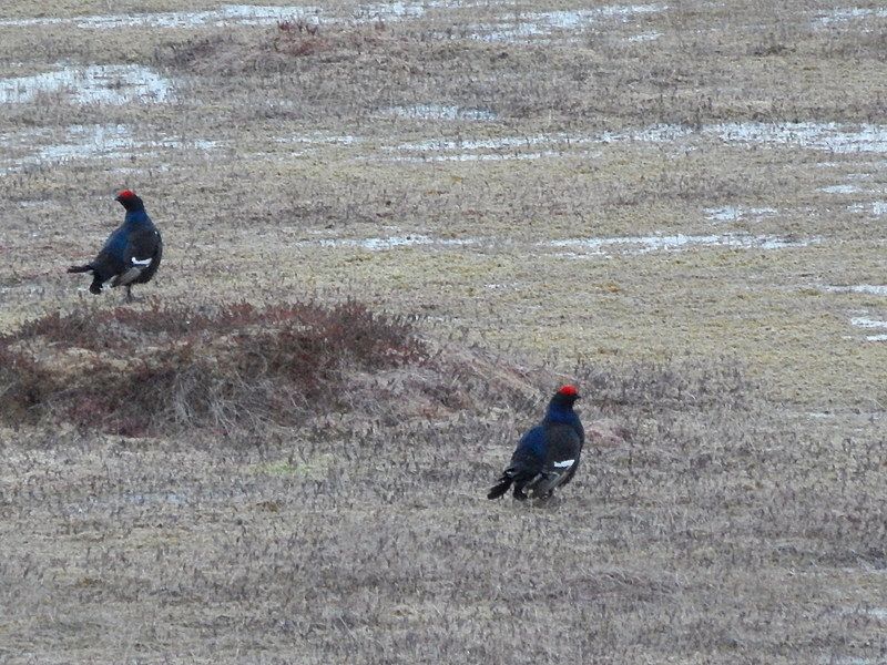 Chasse du Grand Tétras au Chant – Image 6