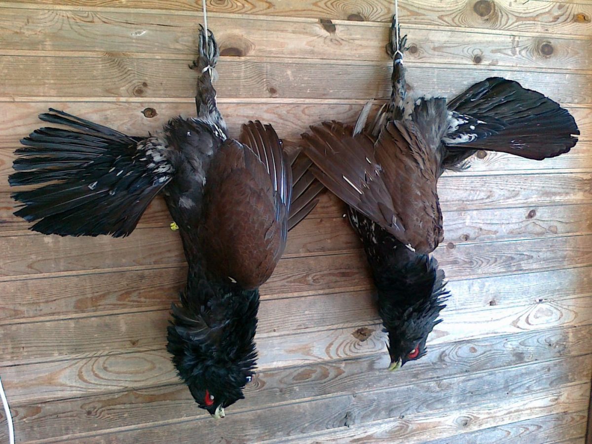 Chasse du Grand Tétras au Chant – Image 5
