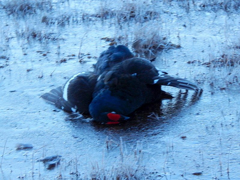Chasse du Grand Tétras au Chant – Image 7