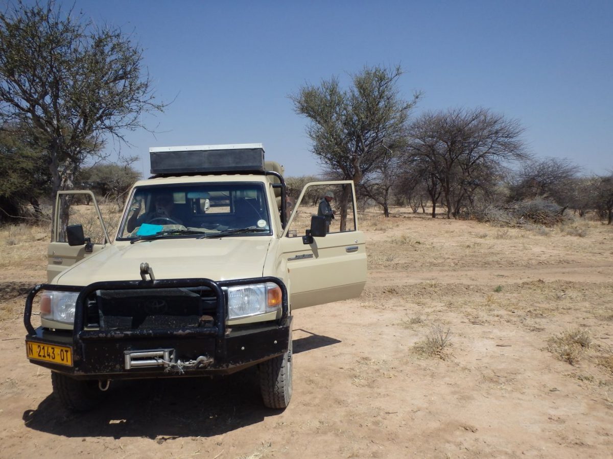 Safari - package 4 animaux - Namibie – Image 10